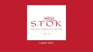 Stok - Yak's
