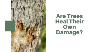 Are Trees Heal Their Own Damage