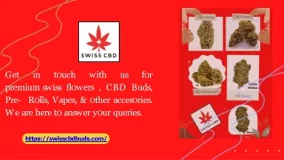 How Does It Feel To Smoke Premium CBD Buds (UK) - swisscbdbuds
