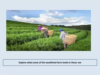 Explore what some of the wealthiest farm lands in Hosur are