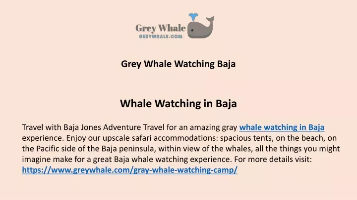 grey whale watching baja