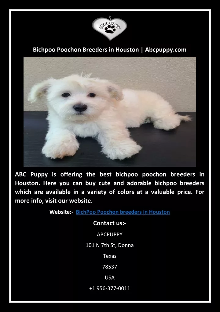 bichpoo poochon breeders in houston abcpuppy com