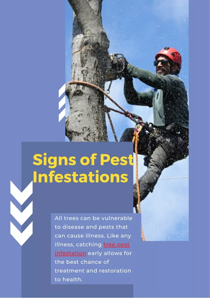 signs of pest infestations