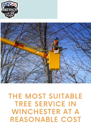 The Most Suitable Tree Service in Winchester at a Reasonable Cost (1)