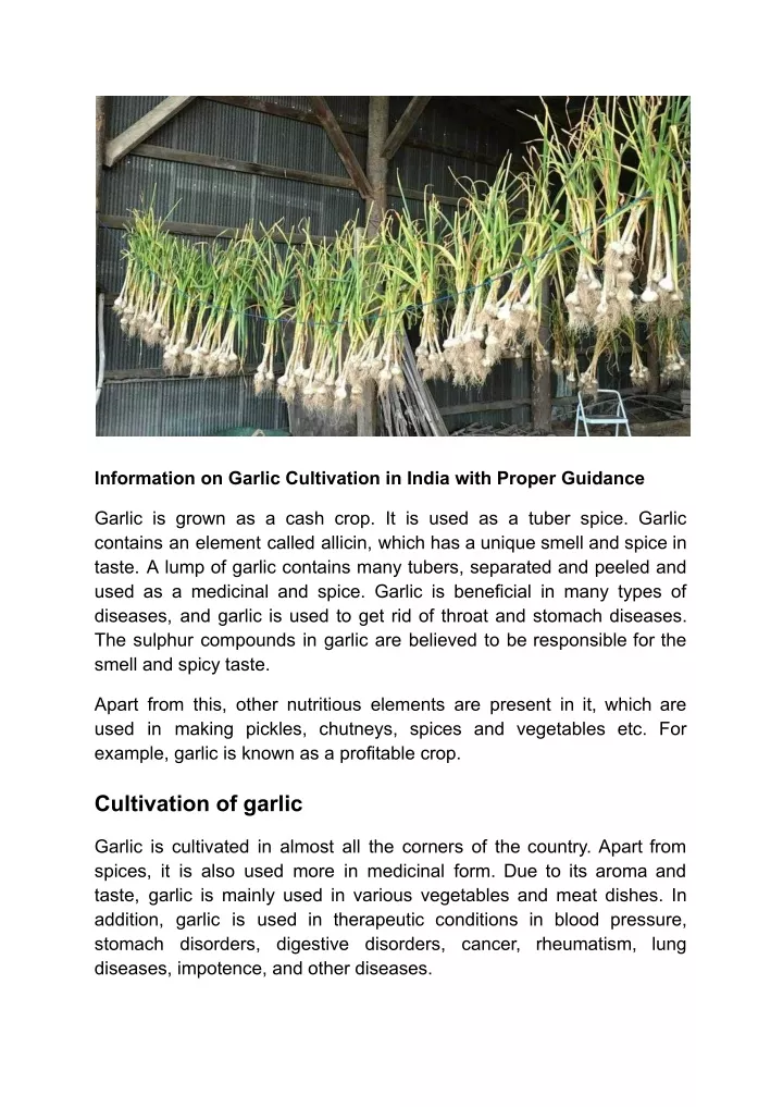 information on garlic cultivation in india with