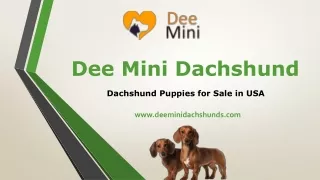 Dee Mini Dachshund - Dachshund Puppies for Sale Near Me