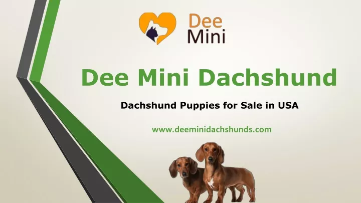 dee mini dachshund