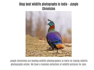 Shop best wildlife photographs in India - Jungle Chronicles