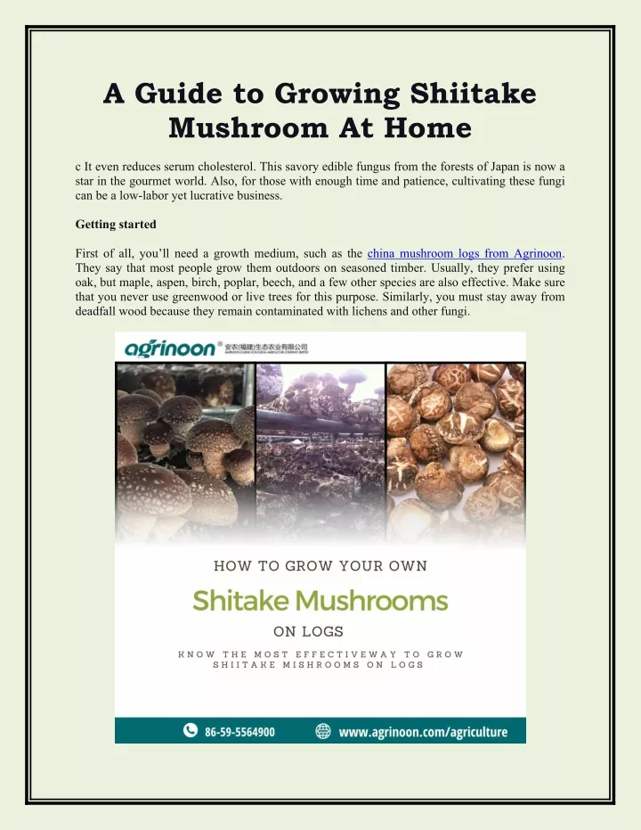 a guide to growing shiitake mushroom at home