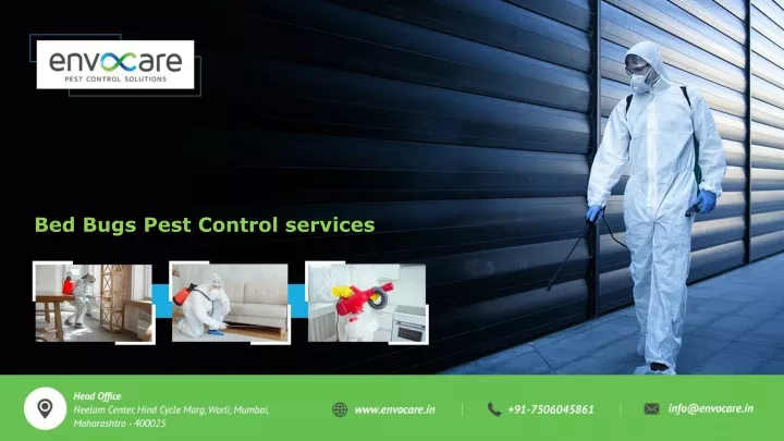 bed bugs pest control services