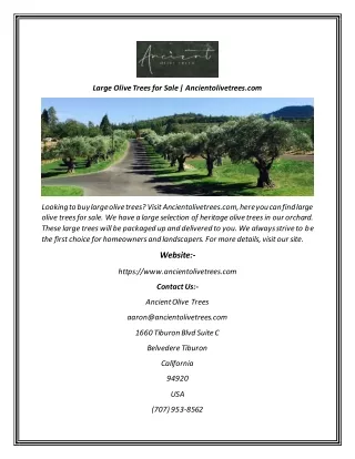 Large Olive Trees for Sale  Ancientolivetrees
