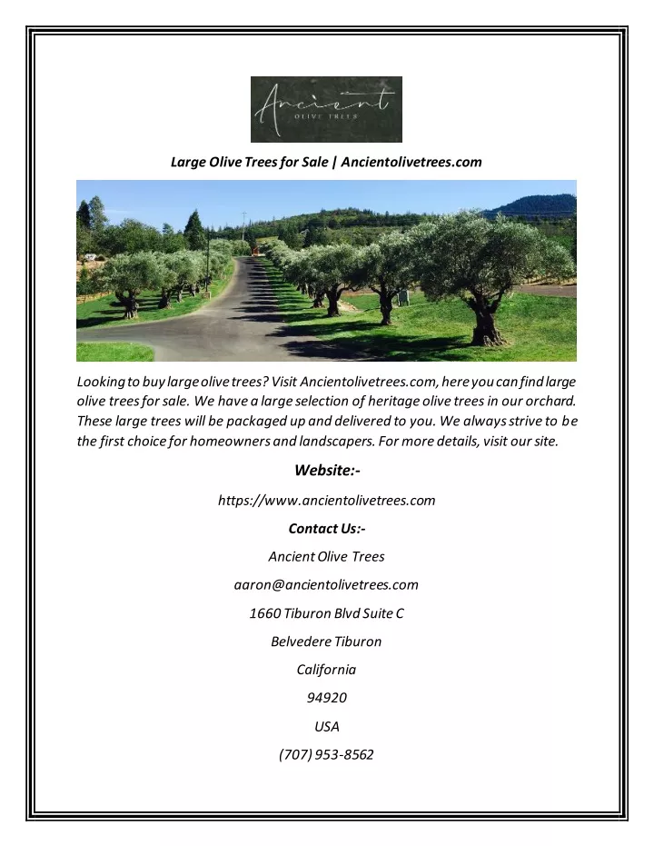 large olive trees for sale ancientolivetrees com