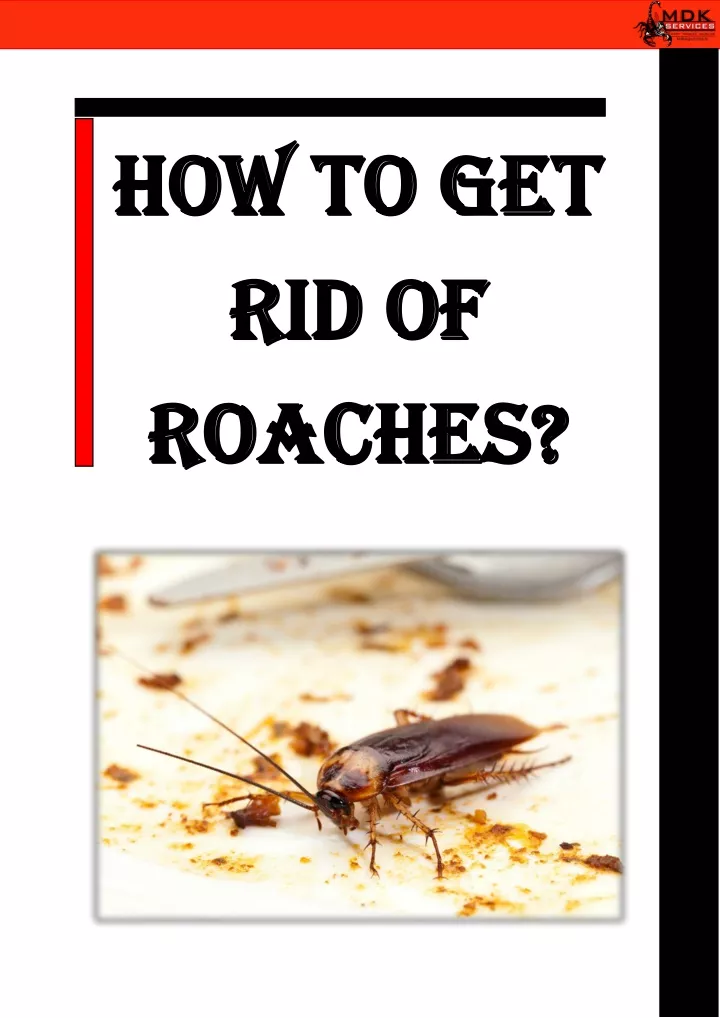 how to get how to get rid of rid of roaches