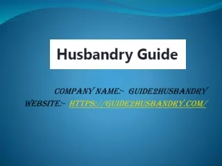 Duck Farming | Guide2husbandry.com