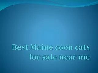Best Maine coon cats for sale near
