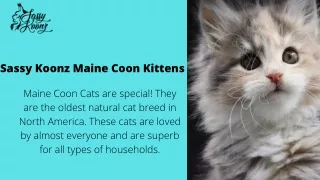 sassy koonz maine coon kittens