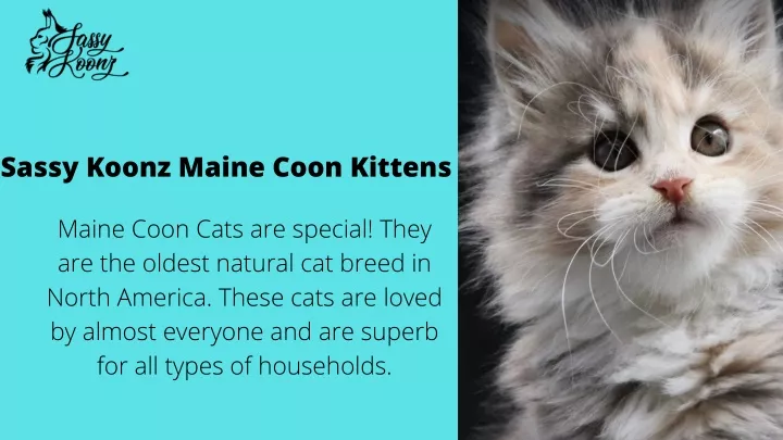 sassy koonz maine coon kittens