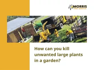 How can you kill unwanted large plants in a garden?