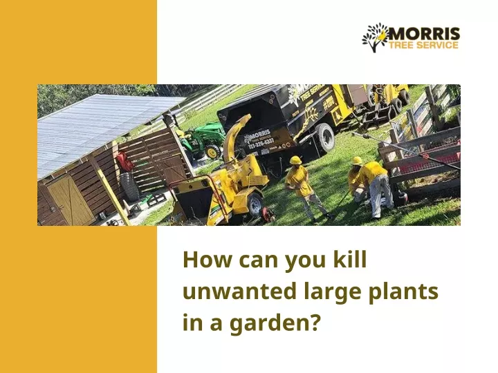 how can you kill unwanted large plants in a garden