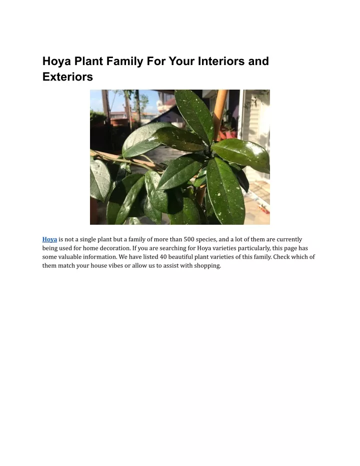 hoya plant family for your interiors and exteriors