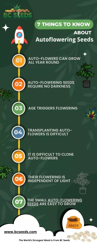 7 Things to Know About Auto-flowering Seeds