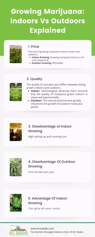 Growing Marijuana Indoors Vs Outdoors Explained