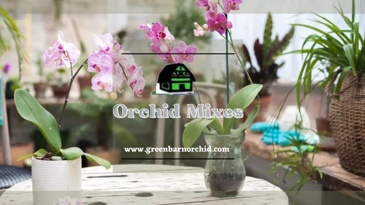 orchid mixes orchid mixes