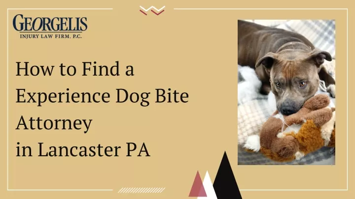 how to find a experience dog bite attorney