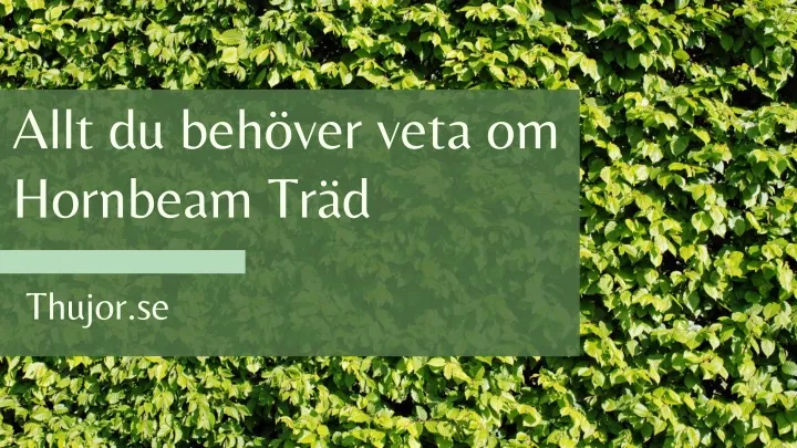 PPT - Allt Du Behöver Veta Om Hornbeam Träd PowerPoint Presentation ...