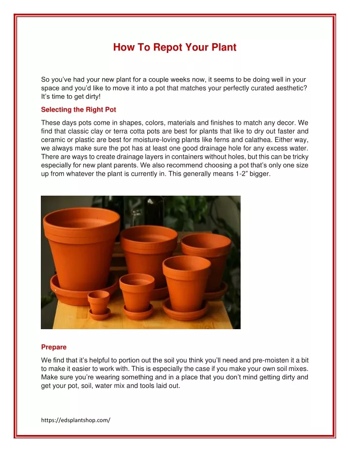 how to repot your plant