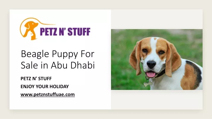 beagle puppy for sale in abu dhabi
