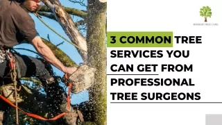 3 Common Tree Services You Can Get from Professional Tree Surgeons