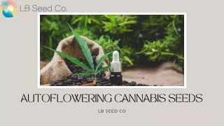 Autoflowering Cannabis Seeds | LB Seed Co