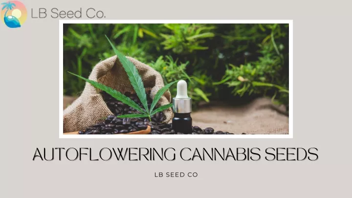 autoflowering cannabis seeds autoflowering