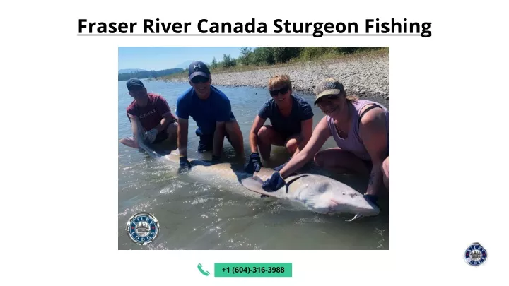 fraser river canada sturgeon fishing