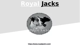 Jack Russell Terrier Puppy | Royal Jacks