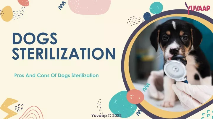 dogs sterilization