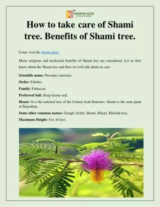 How to take care of Shami ka podha. Benefits of Shami tree.