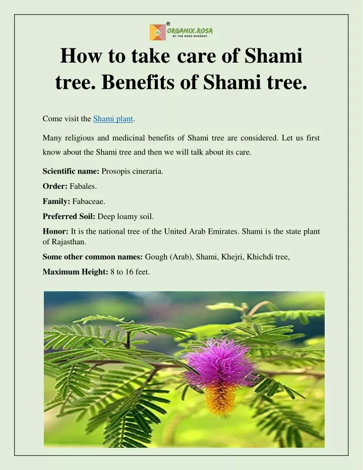 how to take care of shami tree benefits of shami