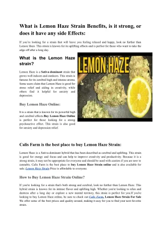 What is Lemon Haze strain good for | Is Lemon Haze strain strong | Calis Farm