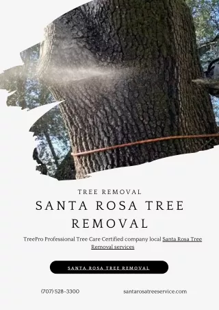 Santa Rosa Tree Removal