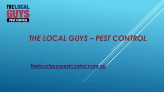 Termites Adelaide | Thelocalguyspestcontrol.com.au