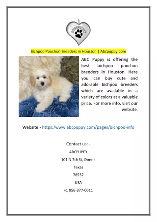 bichpoo poochon breeders in houston abcpuppy com
