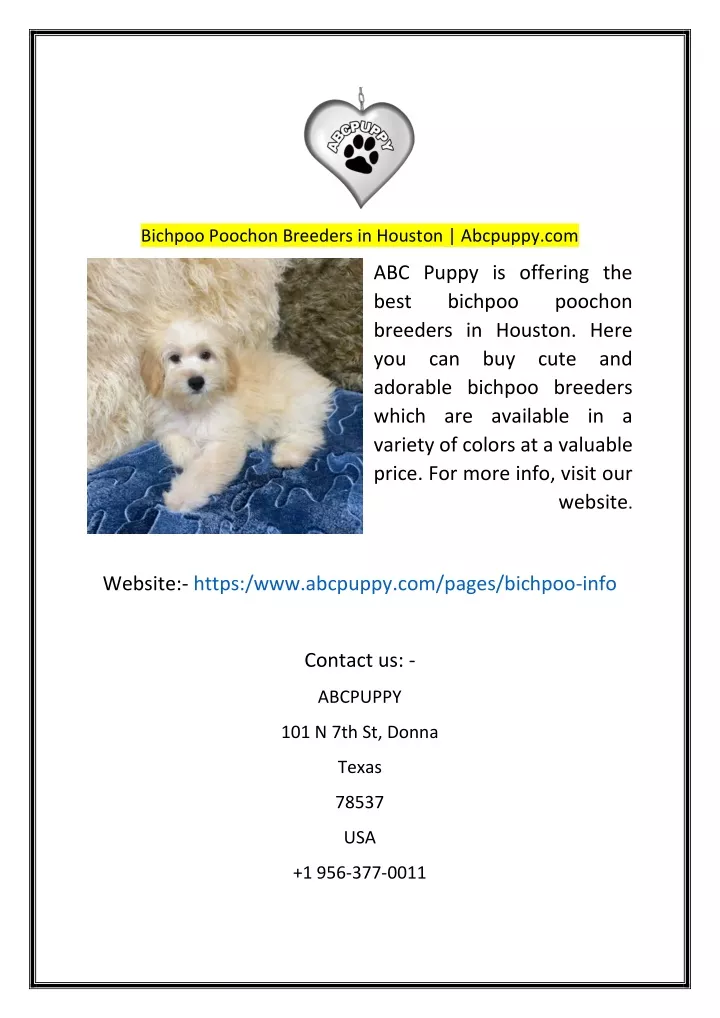 bichpoo poochon breeders in houston abcpuppy com