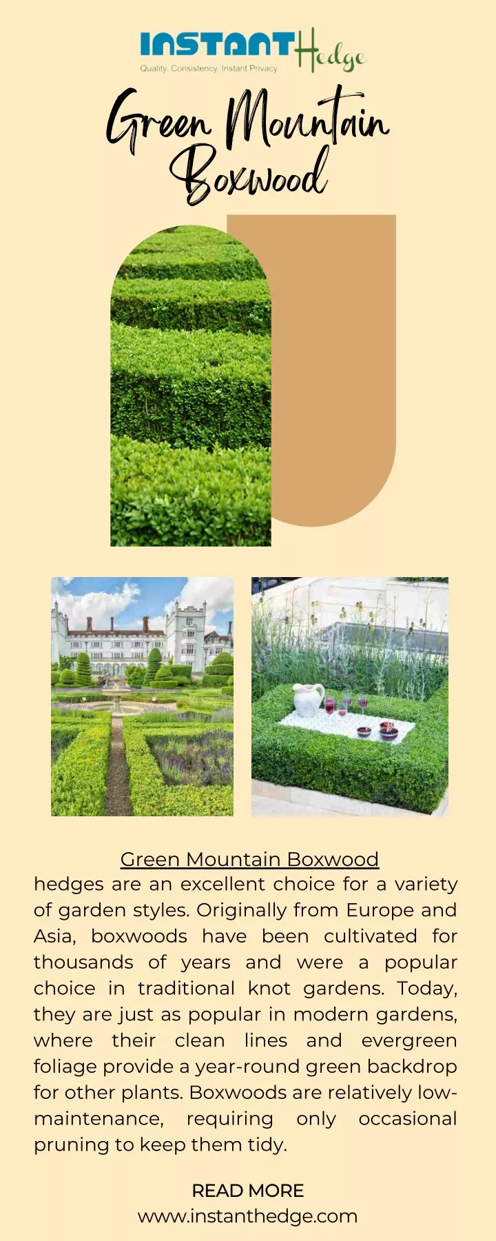 green mountain boxwood