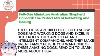 Full-Size Miniature Australian Shepherd Concord The Perfect Mix of Versatility and Beauty