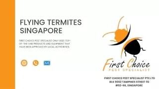 Flying Termites  Singapore