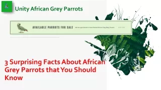 3 Surprising Facts About African Grey Parrots that You Should Know