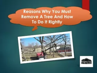 Reasons Why You Must Remove A Tree And How To Do It Rightly