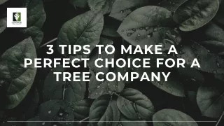 3 Tips to Make a Perfect Choice for a Tree Company in Charleston, SC